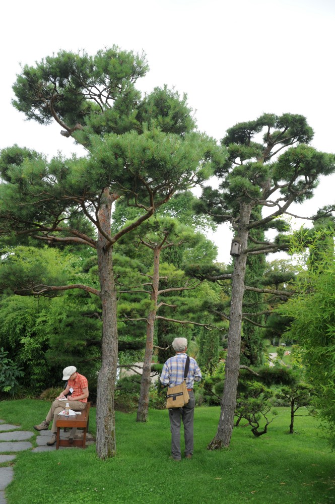 pinea Pinus