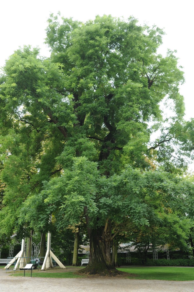 Styphnolobium japonicum - Ludwigsburg - 2014