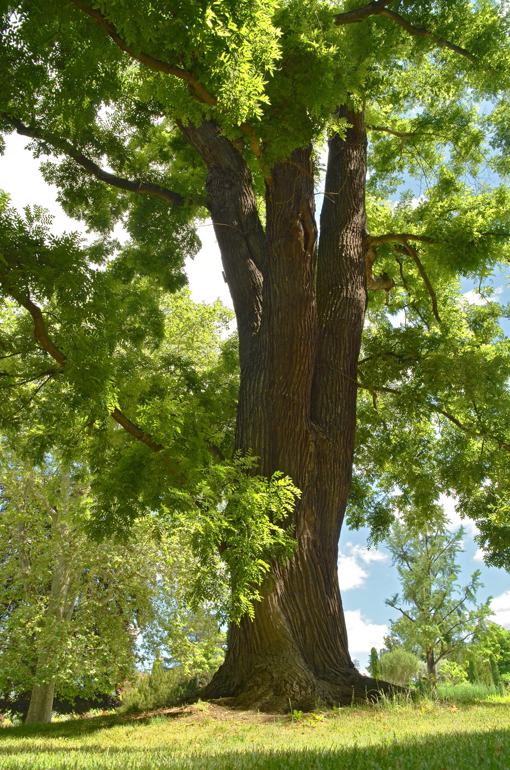 Styphnolobium japonicum - Ludwigsburg - Juni 2021