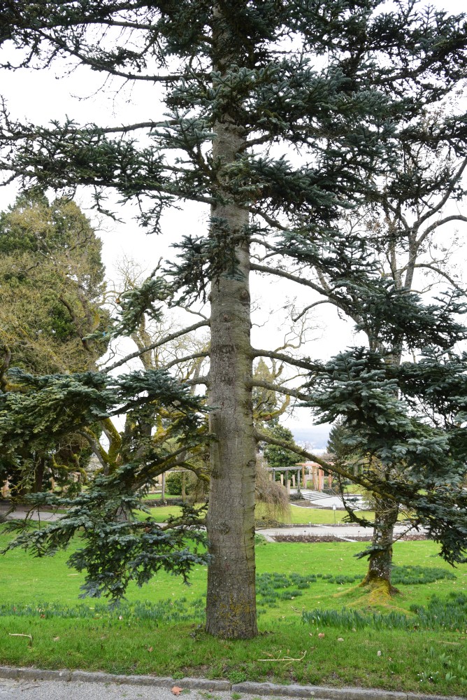 'Glauca' Abies procera