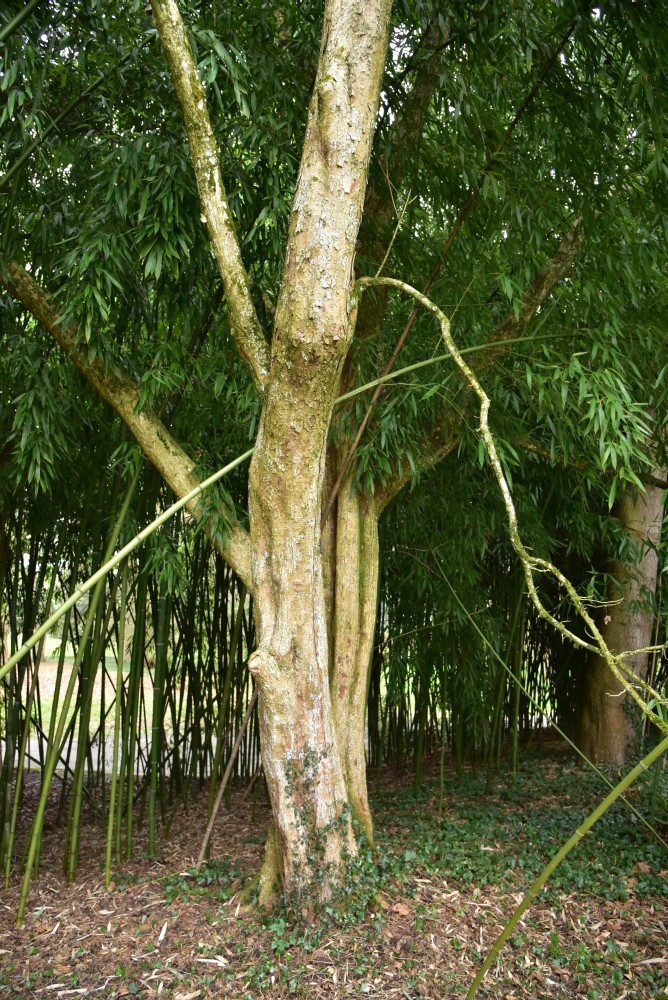 Acer miyabei