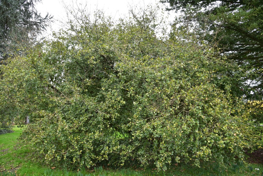 Acer sempervirens