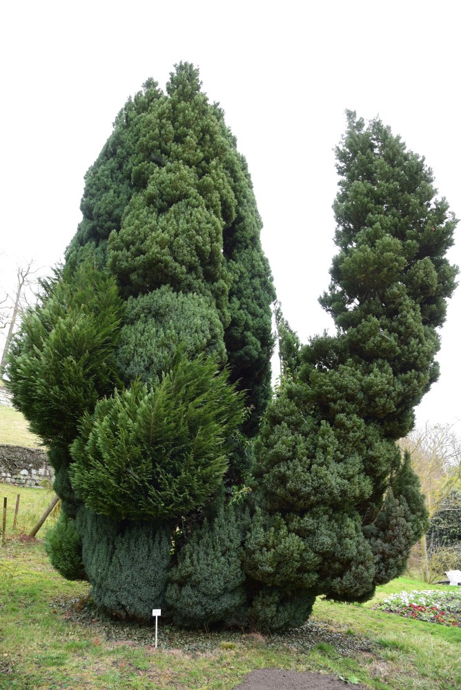 'Ellwoodii' Chamaecyparis lawsoniana