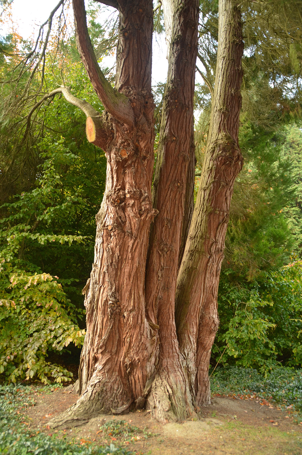 'Erecta Viridis' Chamaecyparis lawsoniana