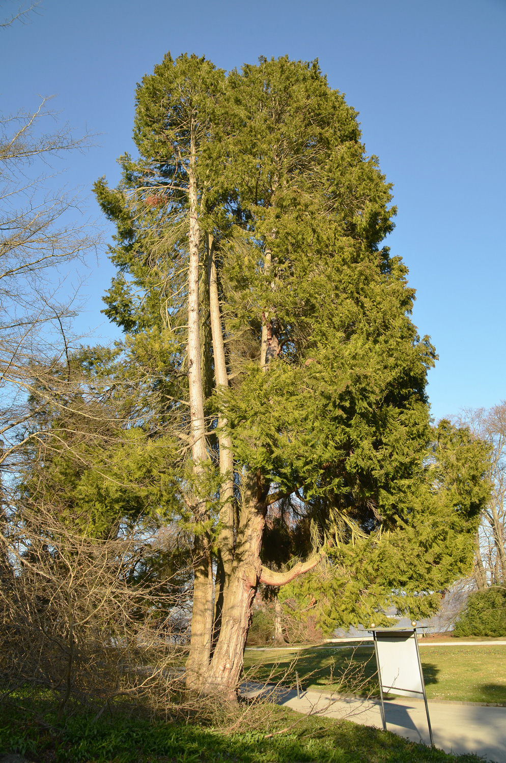Chamaecyparis lawsoniana 'Erecta viridis' - Mainau - März 2022