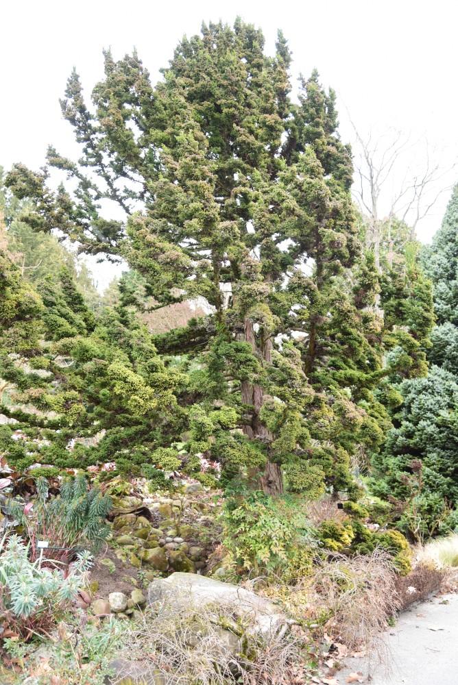 'Bandai-sugi' Cryptomeria japonica