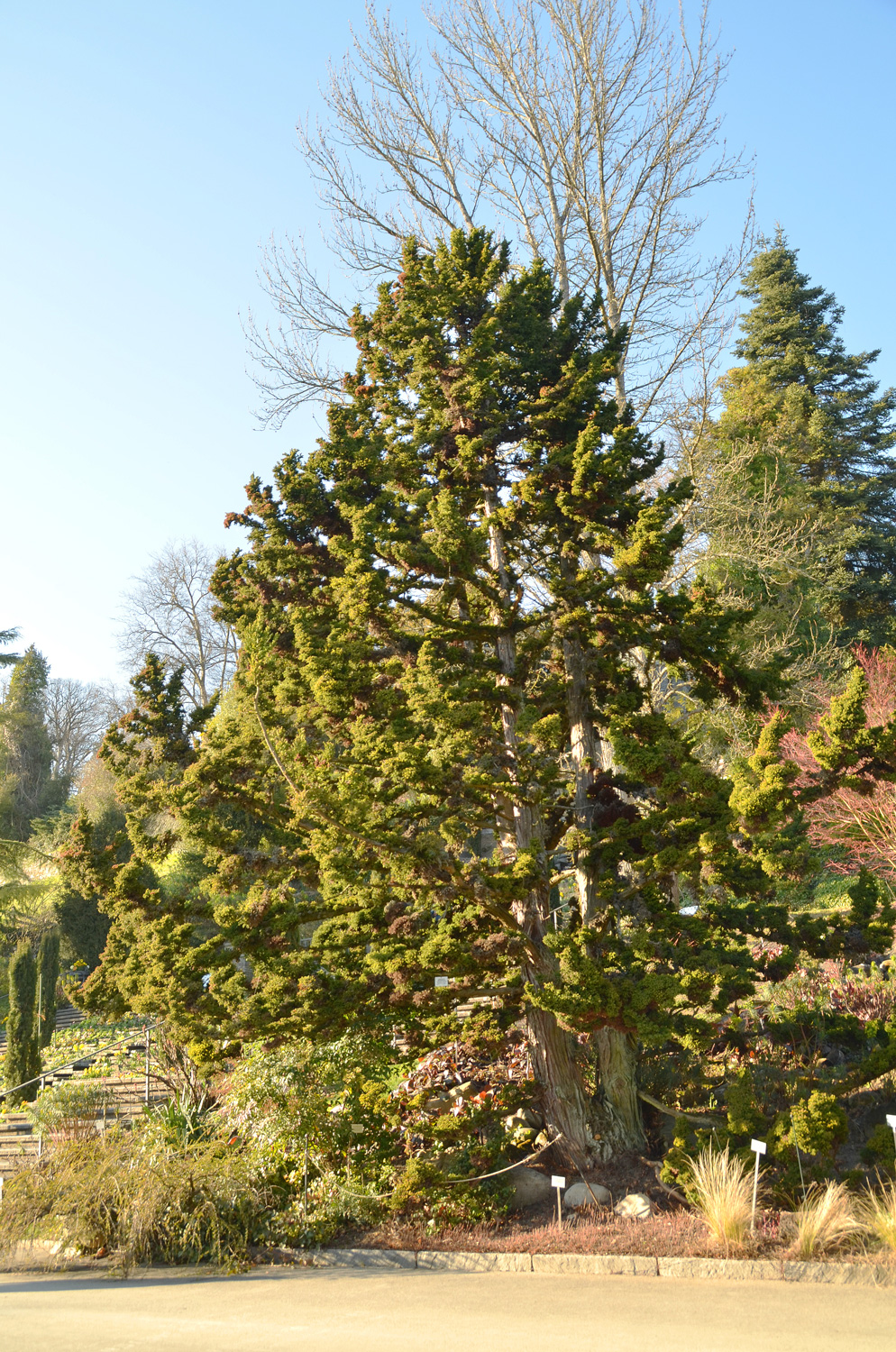 Cryptomeria japonica 'Bandai-Sugi' - Mainau - März 2022