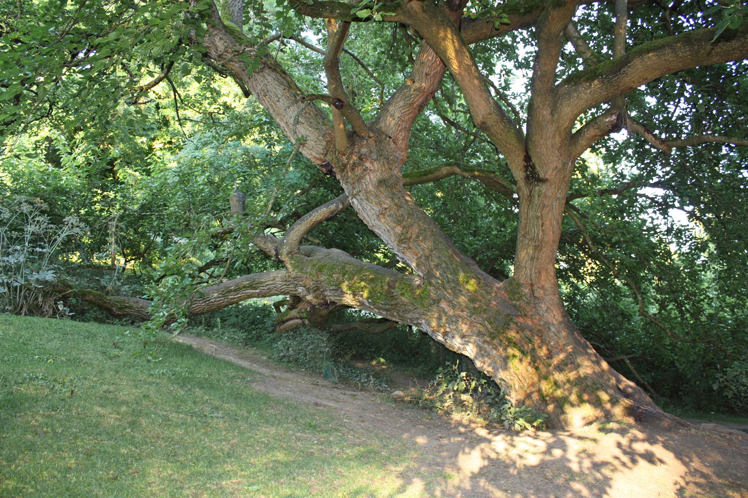 Morus alba - Mainau - Aug. 2009