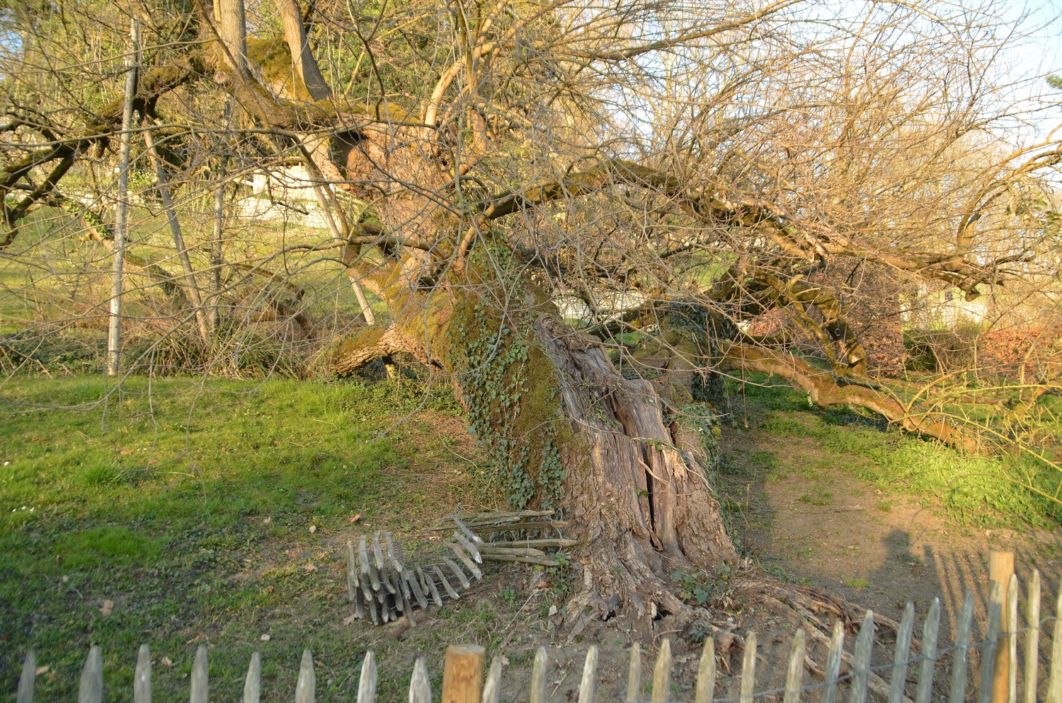Morus alba - Mainau - März 2022