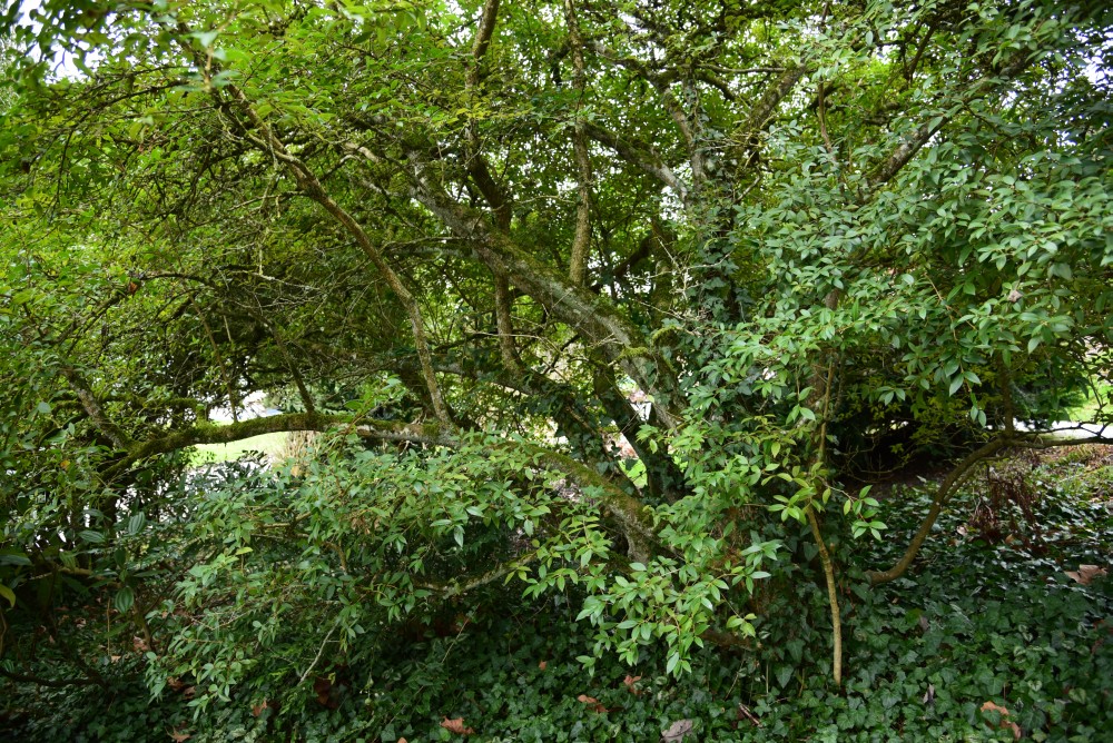 × burkwoodii Osmanthus