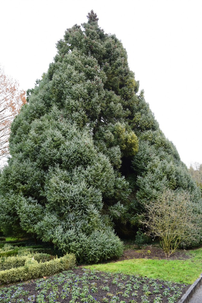 × mariorika Picea