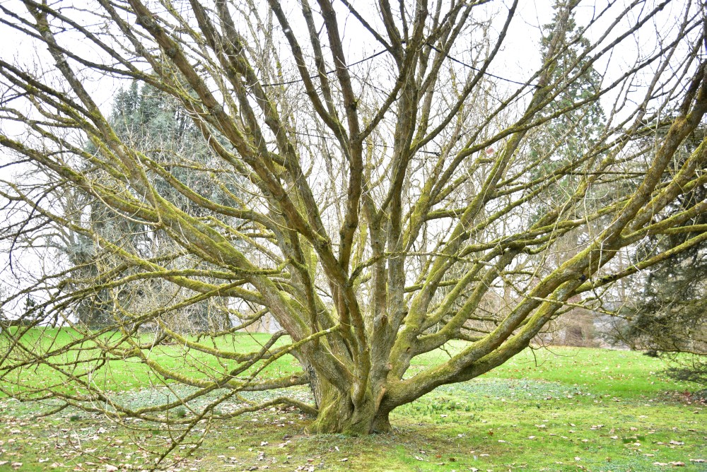 pontica Quercus
