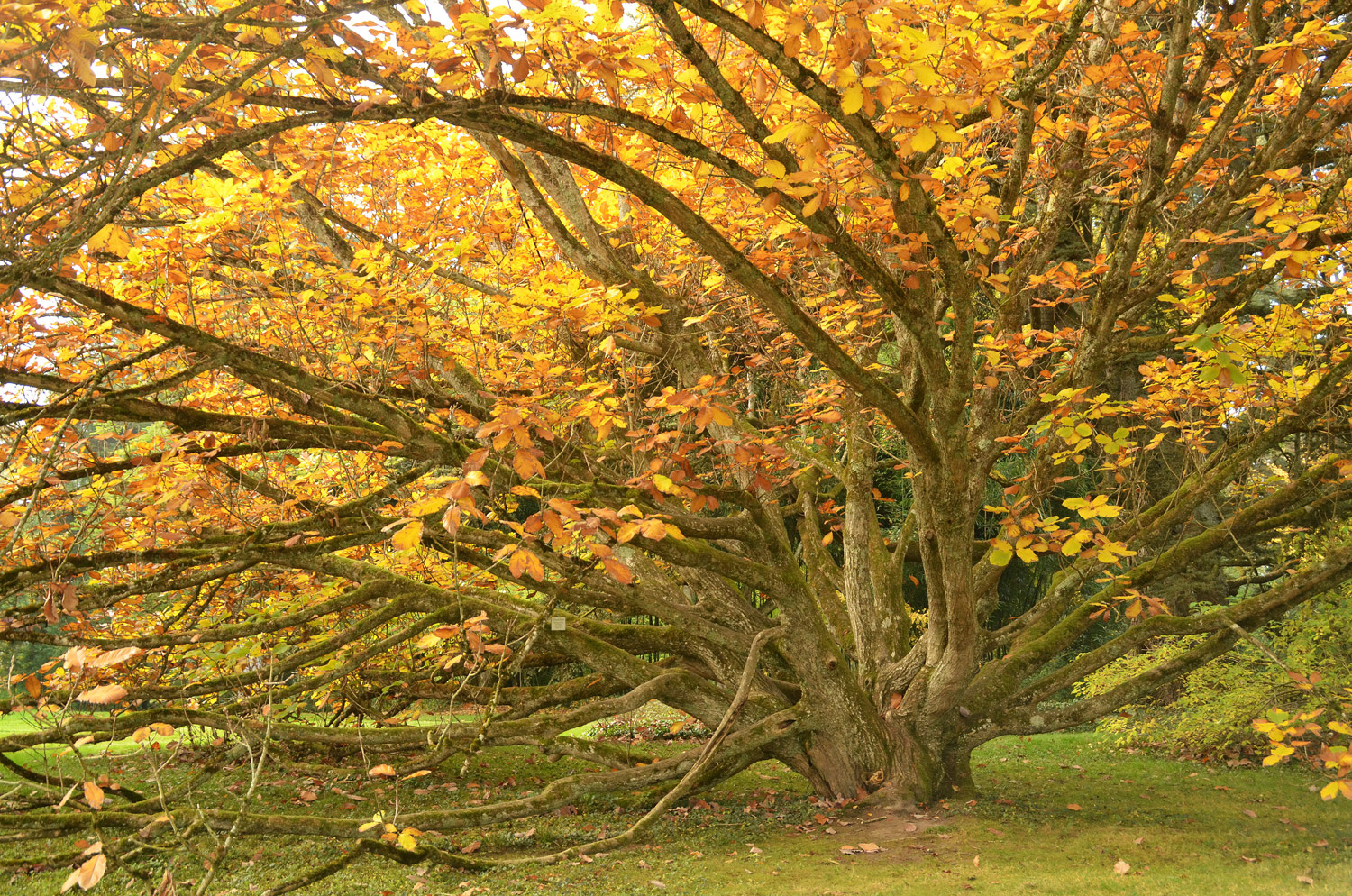 Quercus pontica - Mainau - Okt. 2021