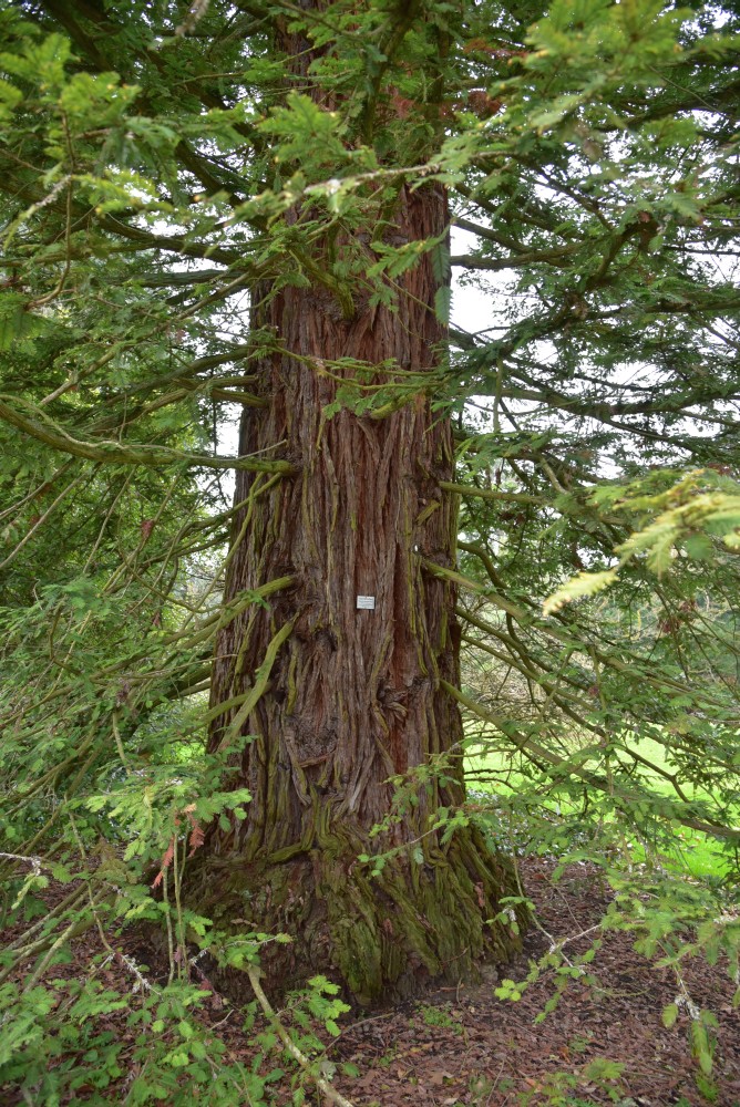 sempervirens Sequoia