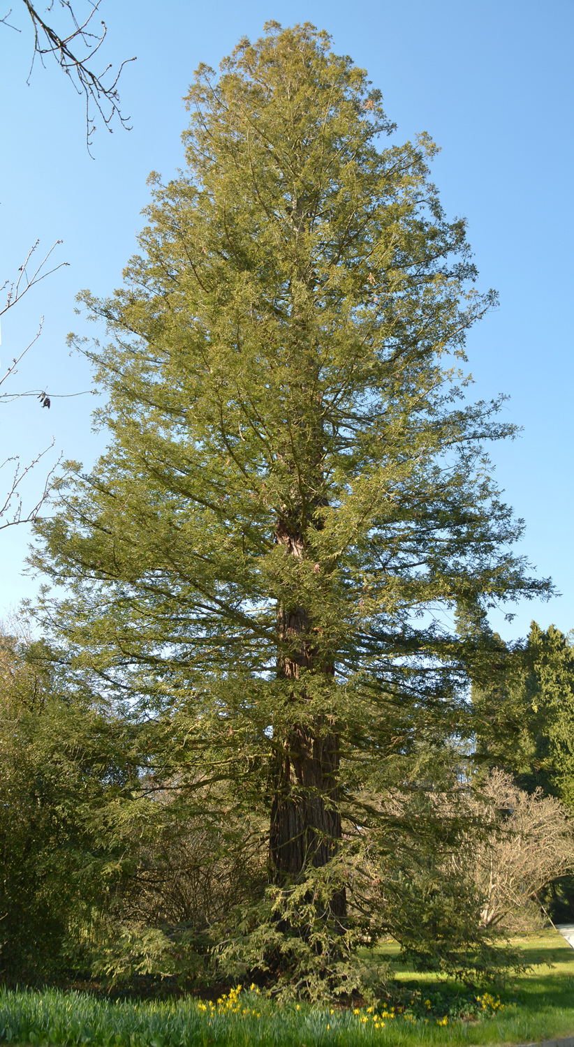 Sequoia sempervirens - Mainau - März 2022