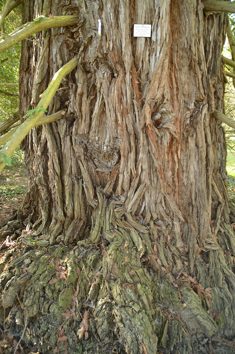 Sequoia sempervirens - Mainau - März 2022