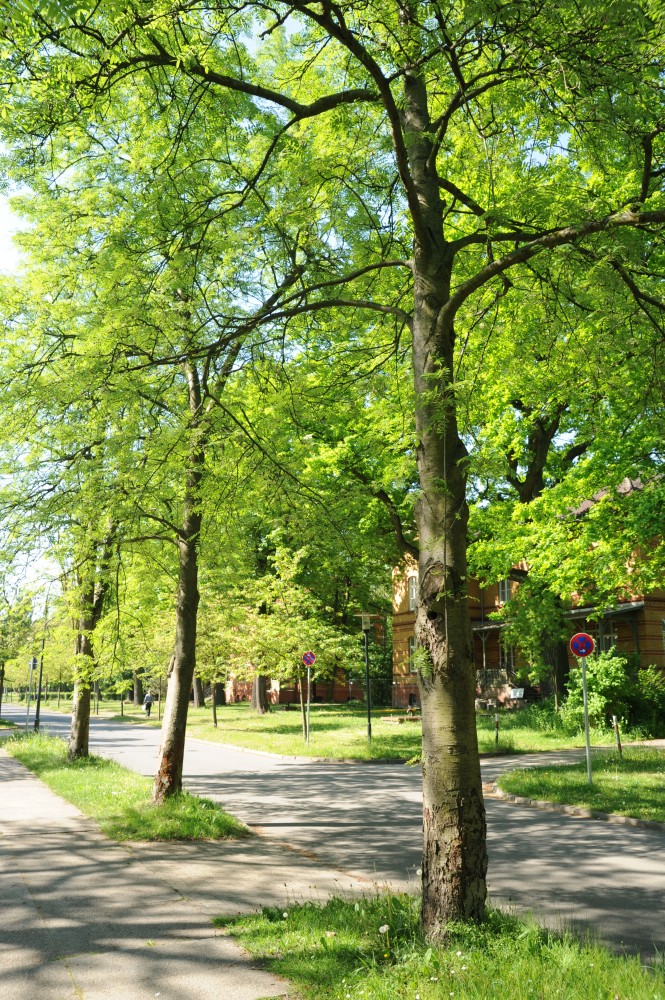 aucuparia Sorbus var. moravica