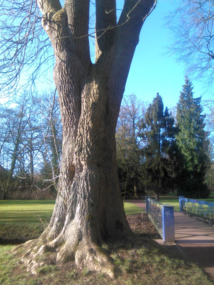 Fraxinus exclesior - Oldenburg - Februar 2016