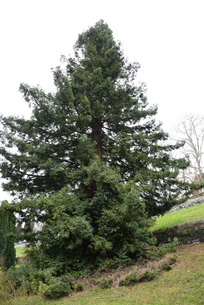 sempervirens Sequoia