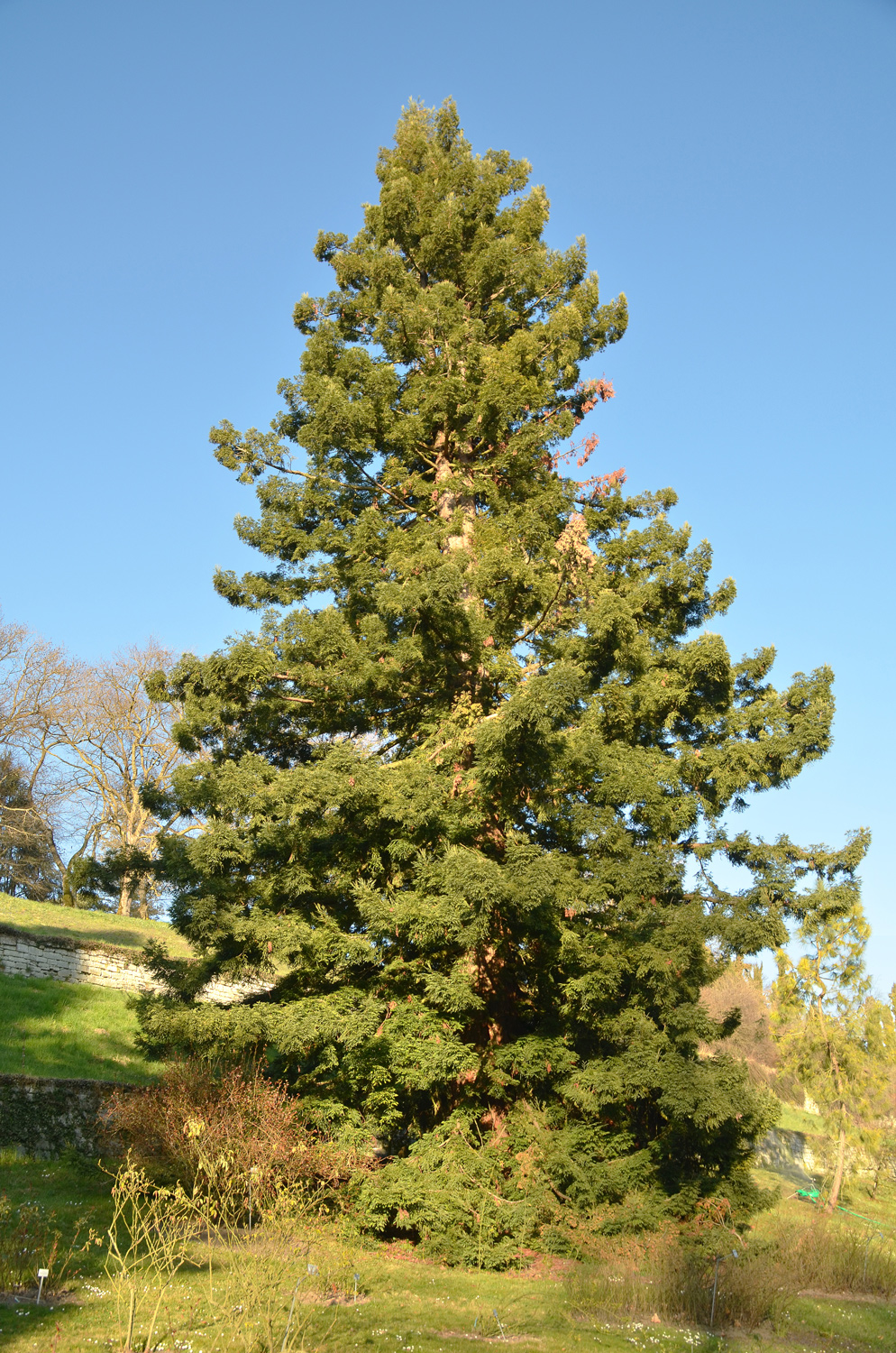 Sequoia sempervirens - Mainau - März 2023