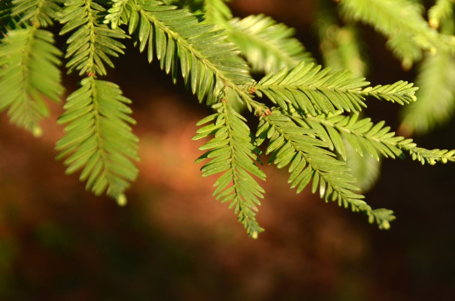 Sequoia sempervirens - Mainau - März 2023