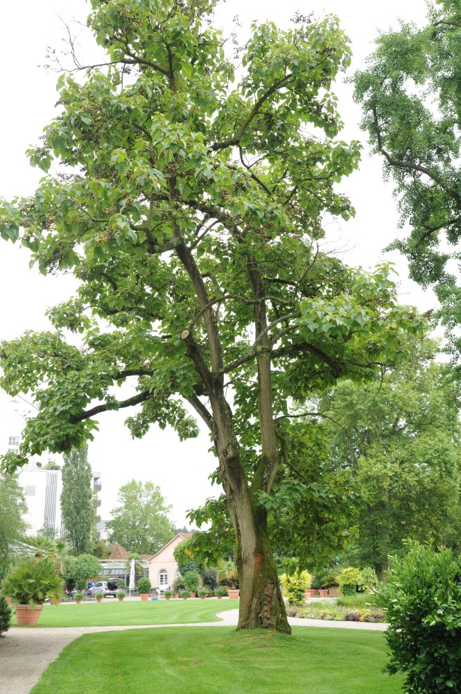 Paulownia tomentosa