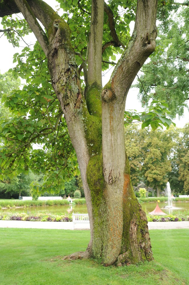 Paulownia tomentosa - Ludwigsburg - 2014