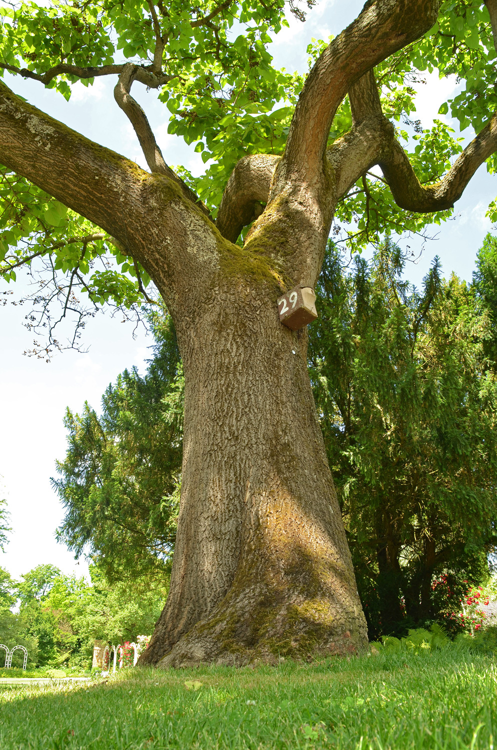 Paulownia tomentosa - Ludwigsburg - Juni 2021