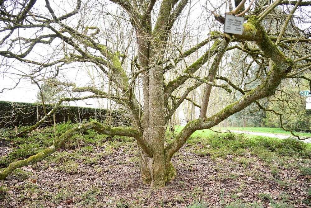 reticulata subsp. amurensis Syringa