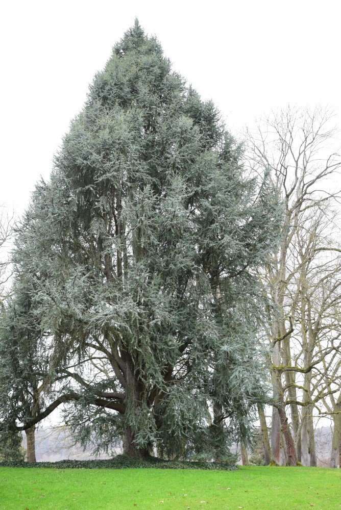 'Fastigiata' atlantica Cedrus