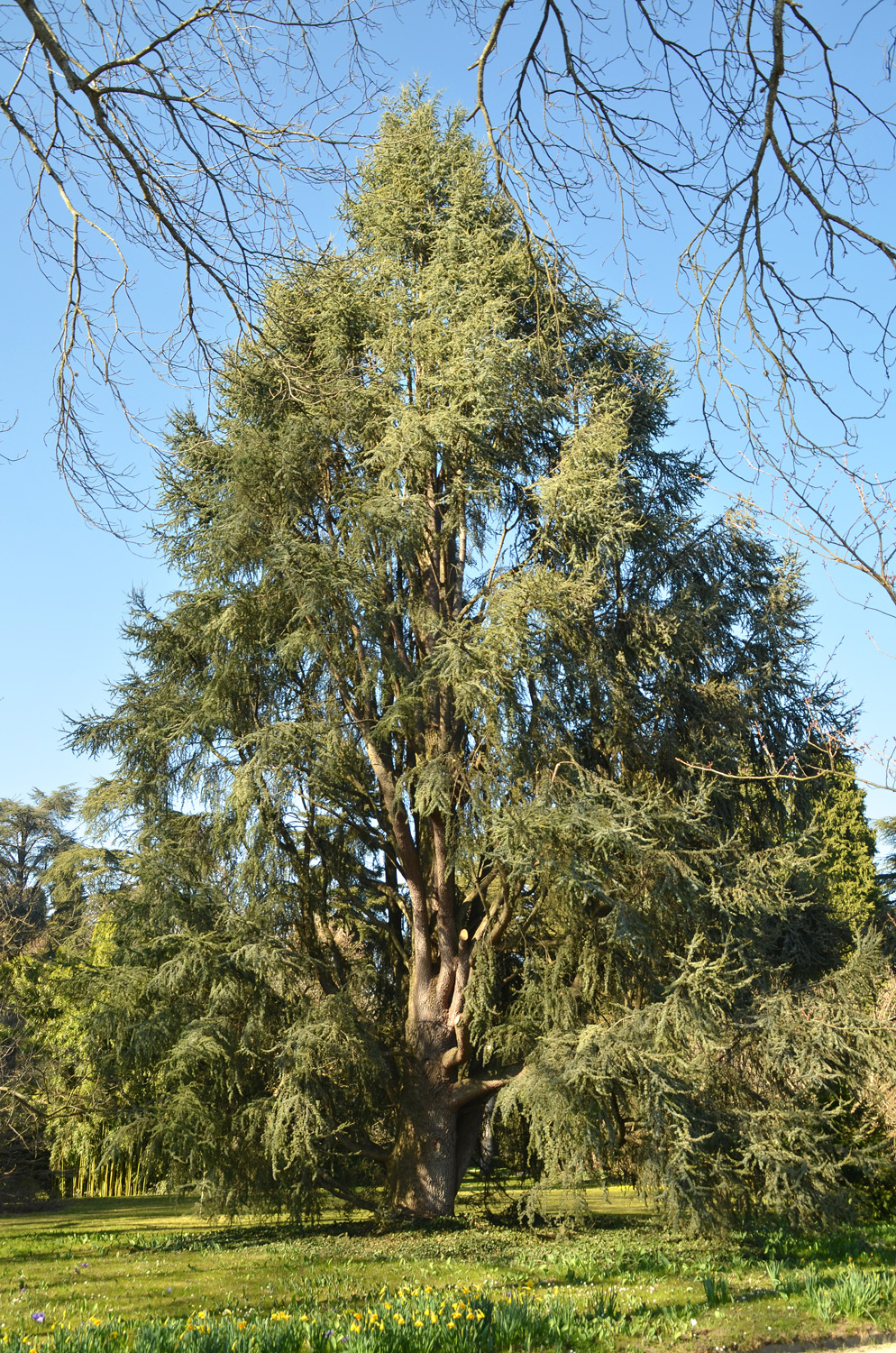 Cedrus atlantica 'Fastigiata' - Mainau - März 2022