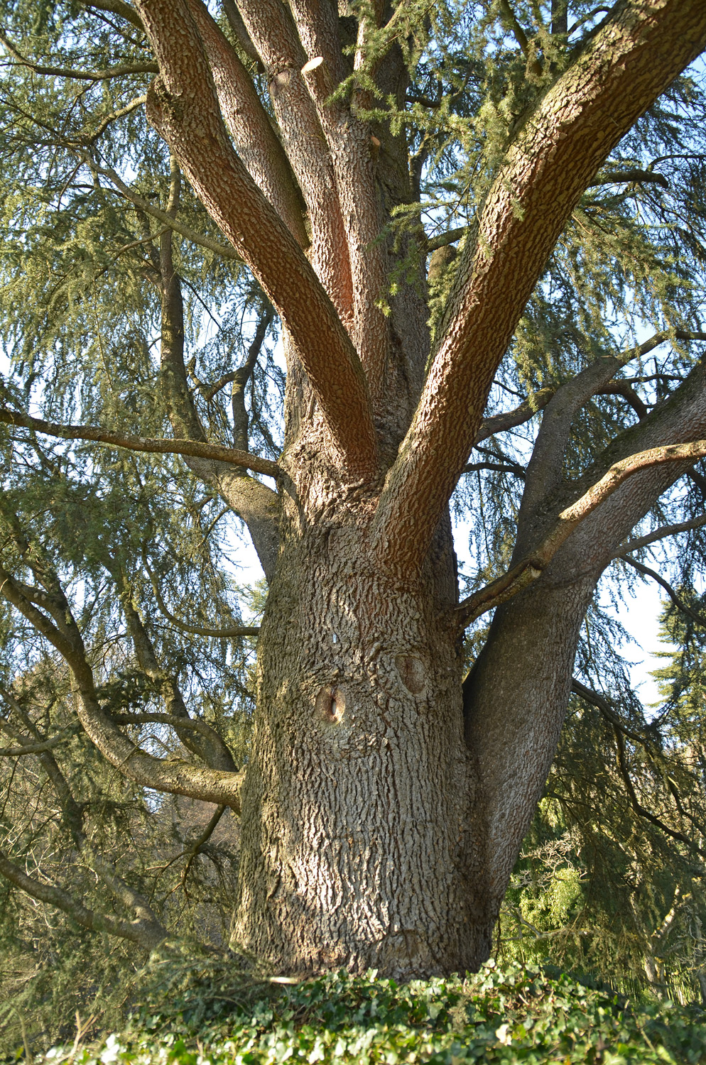 Cedrus atlantica 'Fastigiata' - Mainau - März 2022