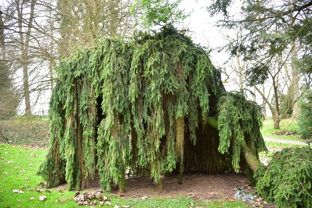 'Inversa' abies Picea