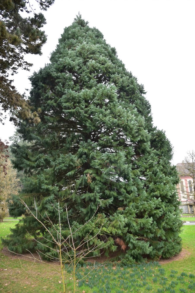'Glaucum' giganteum Sequoiadendron