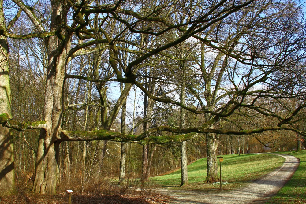 Acer velutinum