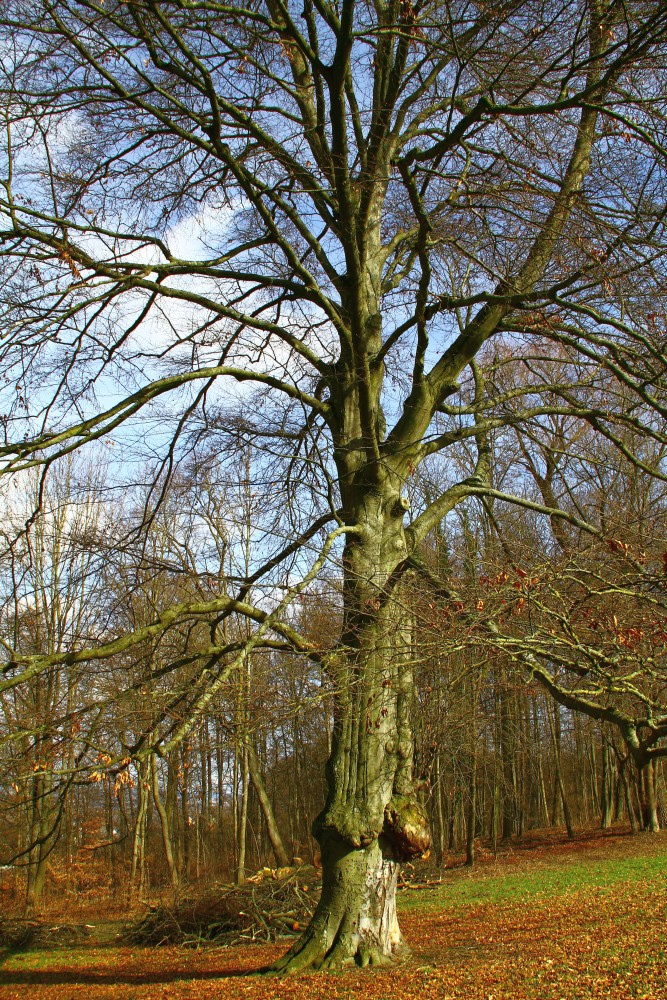 Fagus sylvatica Atropurpurea-Gruppe - Landshut Hofgarten - März 2016