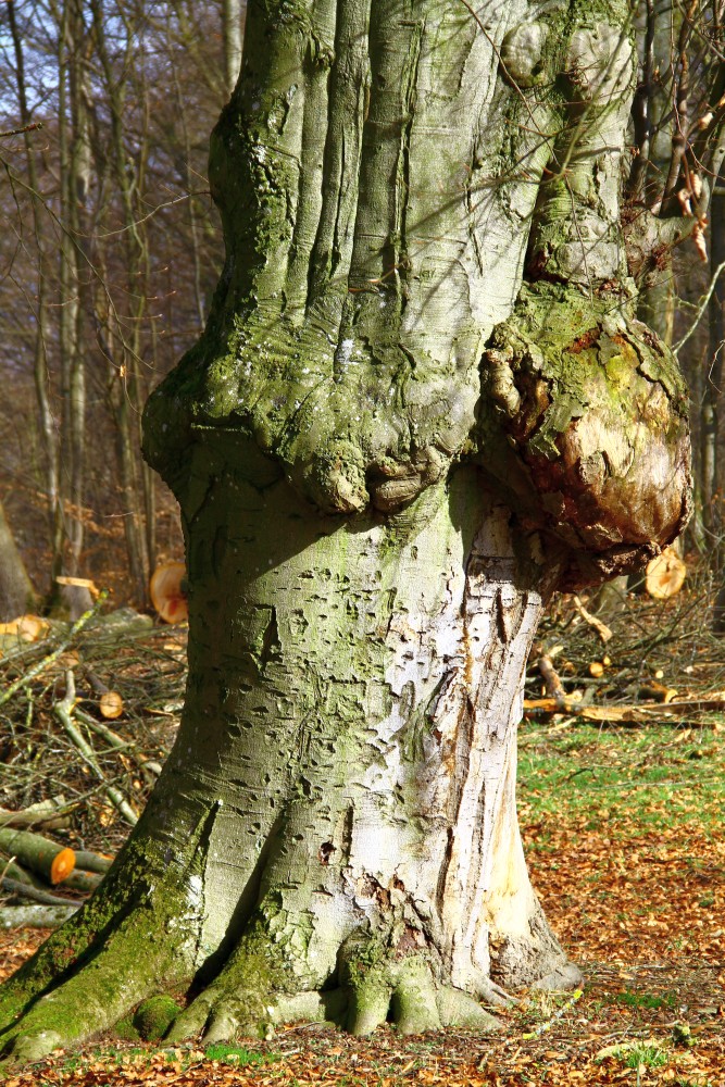 Fagus sylvatica Atropurpurea-Gruppe - Landshut Hofgarten - März 2016