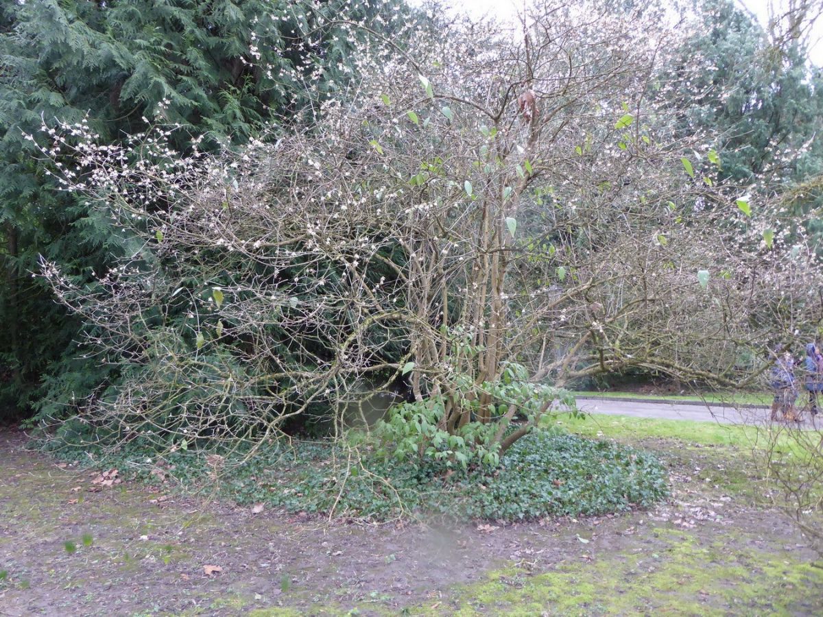 Chimonanthus praecox