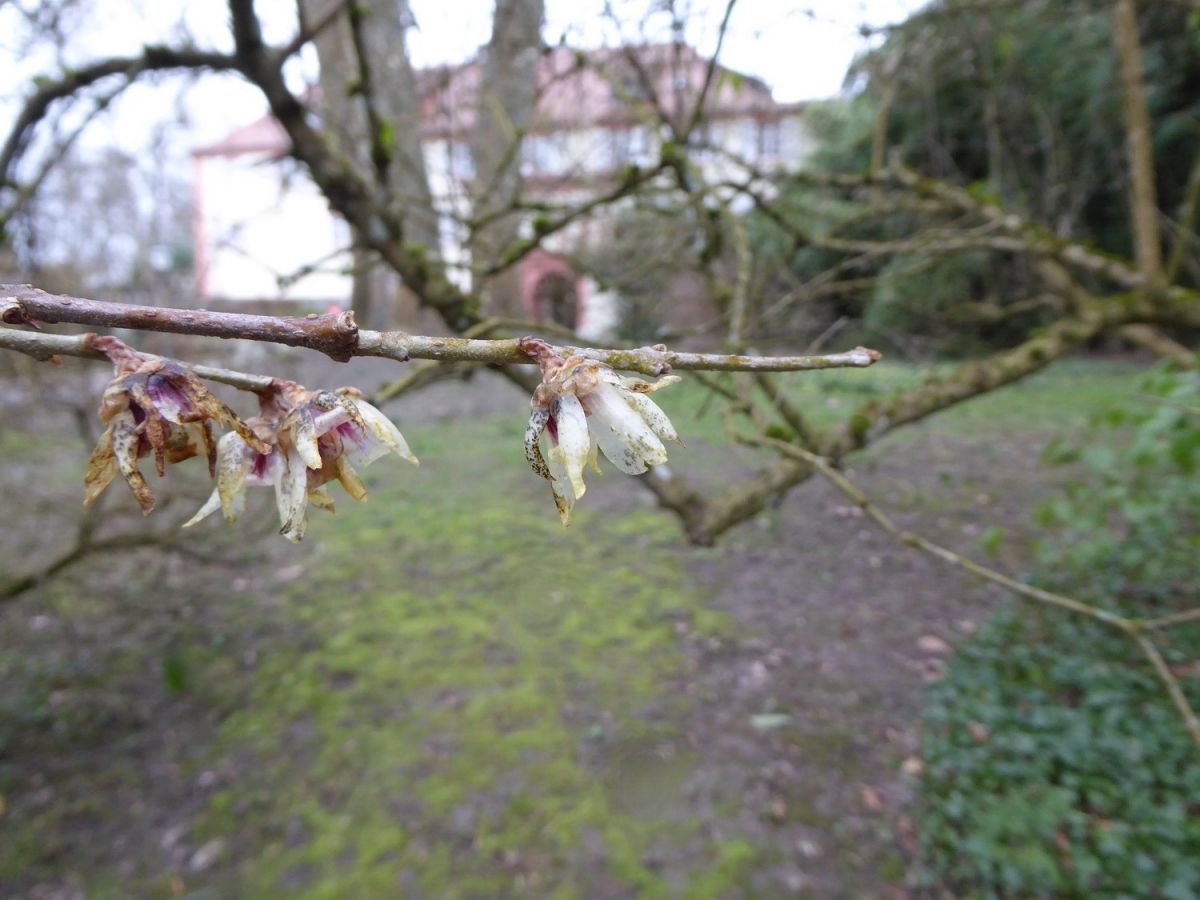 Chimonanthus praecox -Mainau - Februar 2016