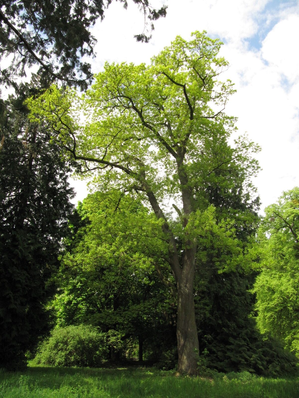 Quercus rubra