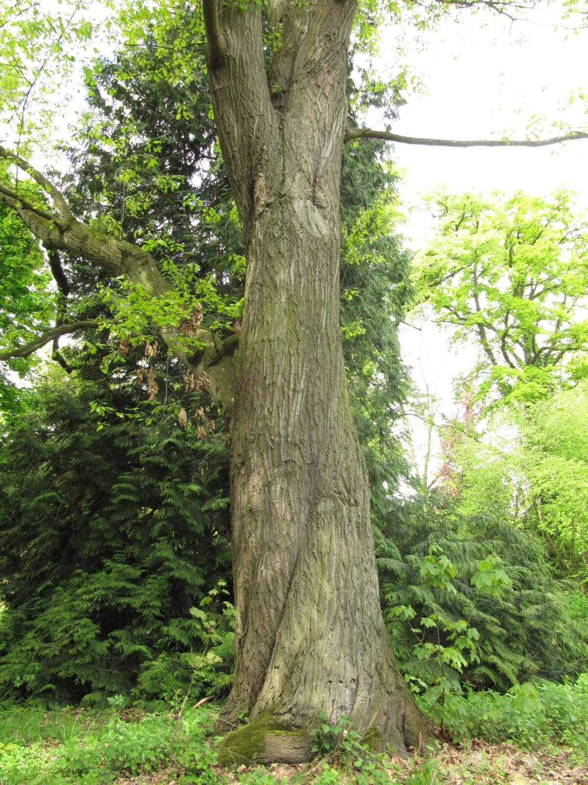 Quercus rubra - Kerpen-Türnich - Mai 2023
