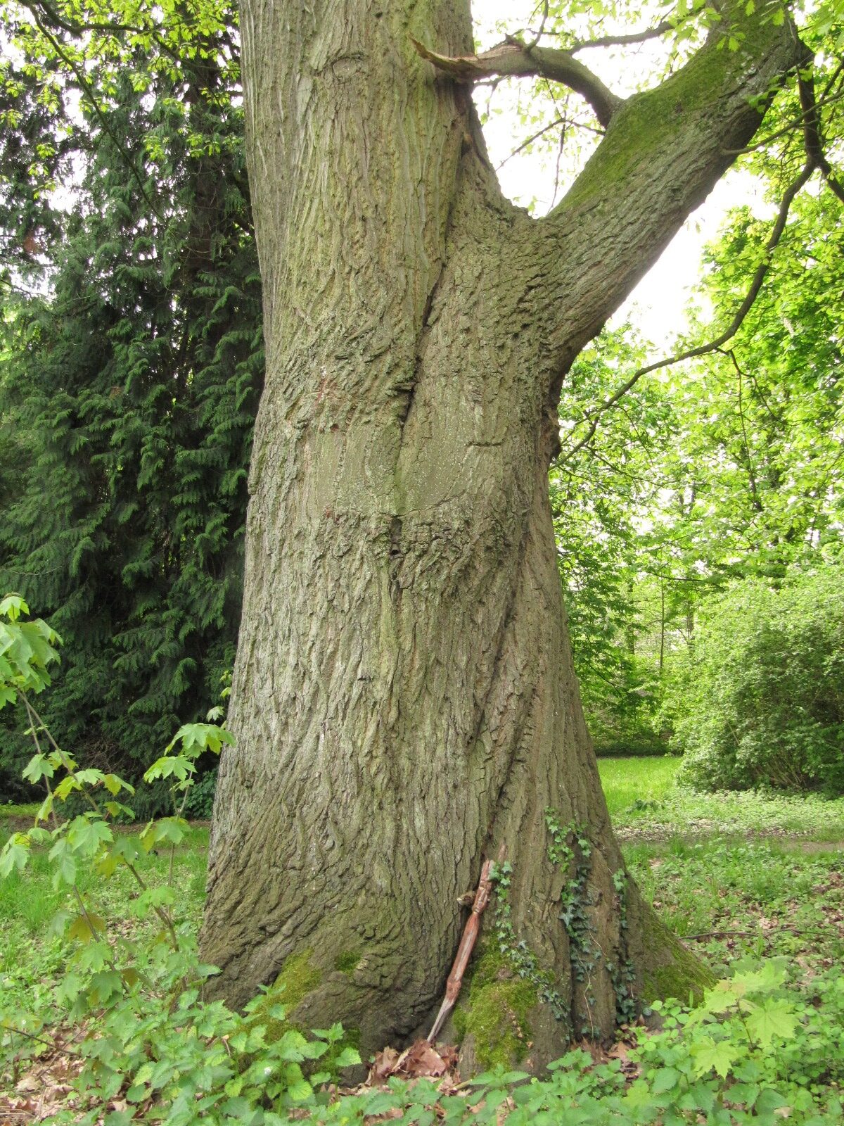 Quercus rubra - Kerpen-Türnich - Mai 2023