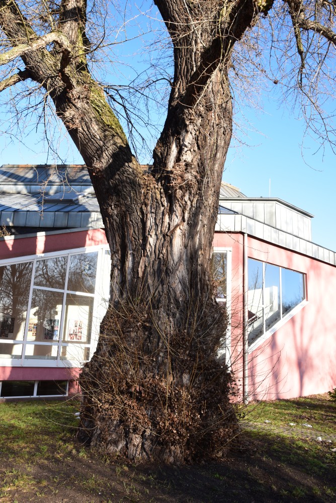 Populus nigra - Brandenburg - Januar 2016