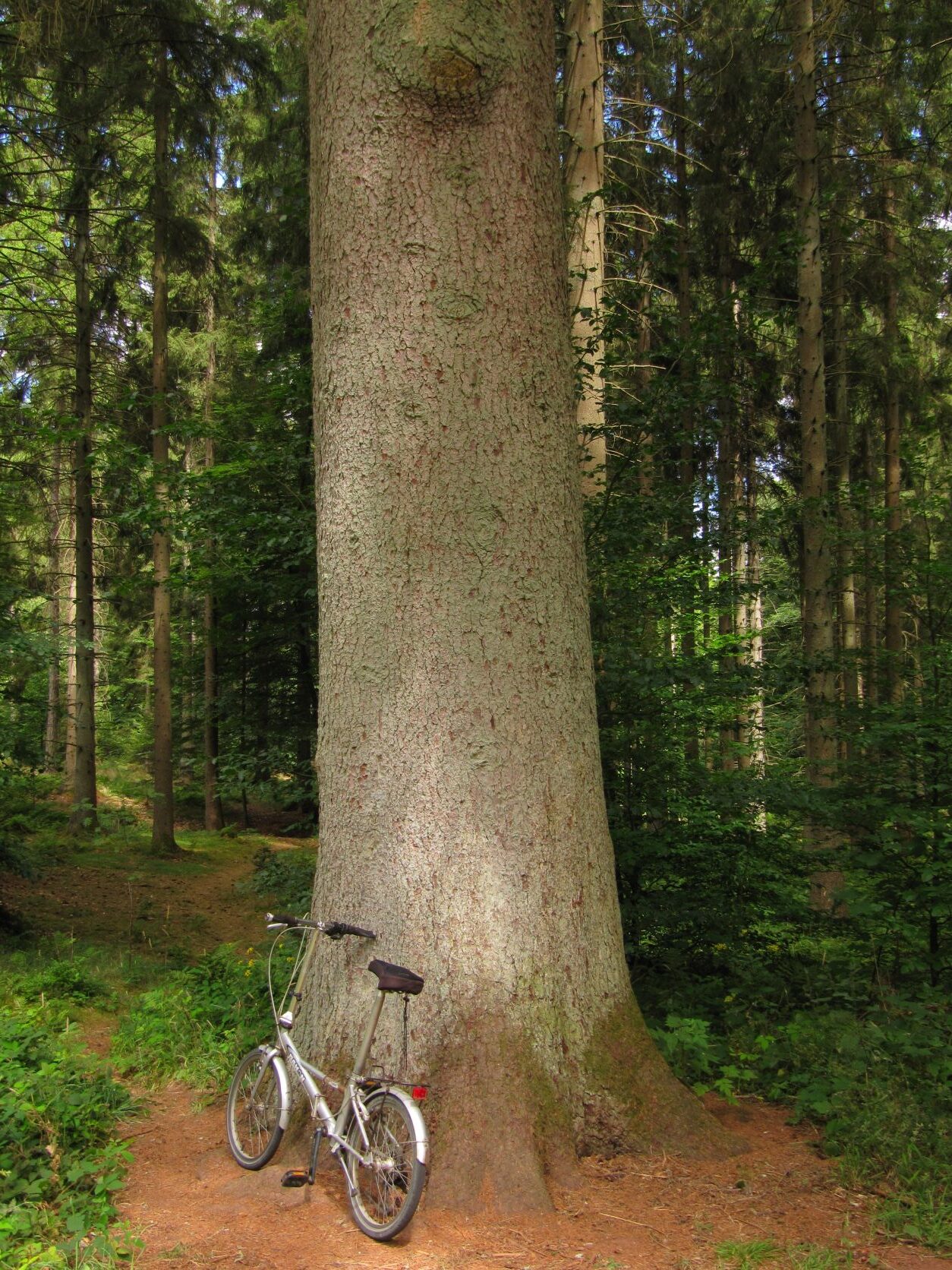 Picea abies - Pelm - Juli 2022