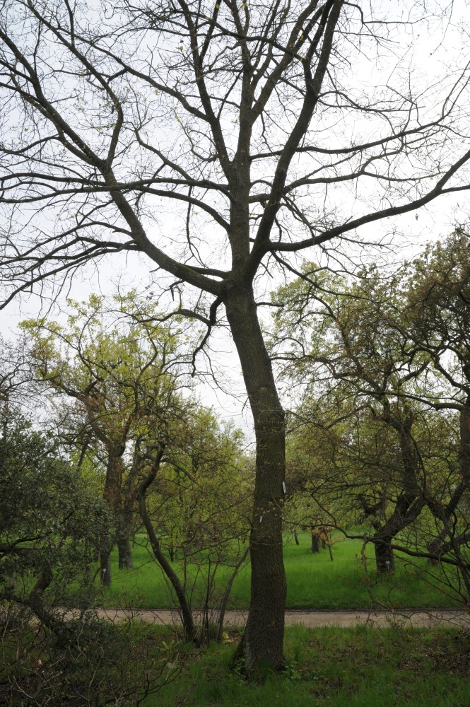 Quercus faginea - Berlin Steglitz-Zehlendorf - April 2014