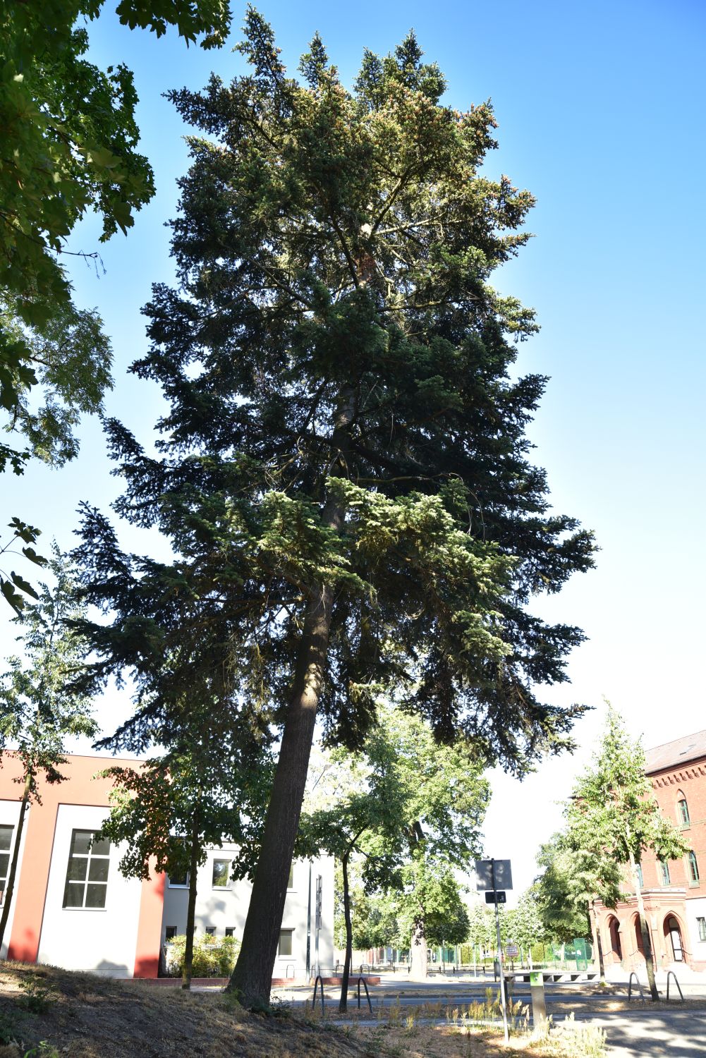 Abies homolepis