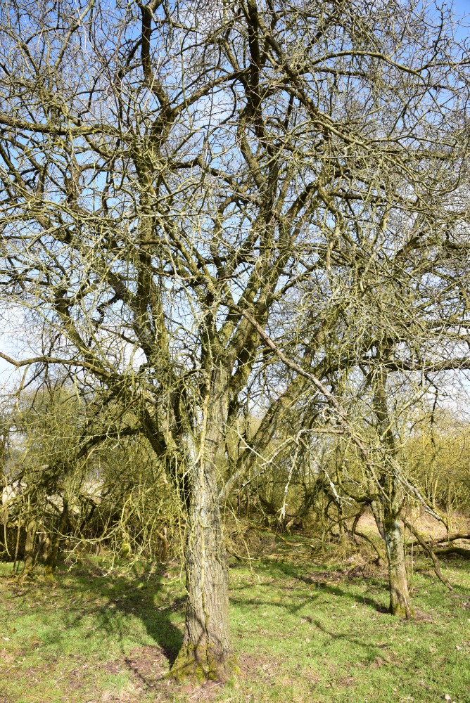 Rhamnus cathartica - Waldsieversdorf - 2016