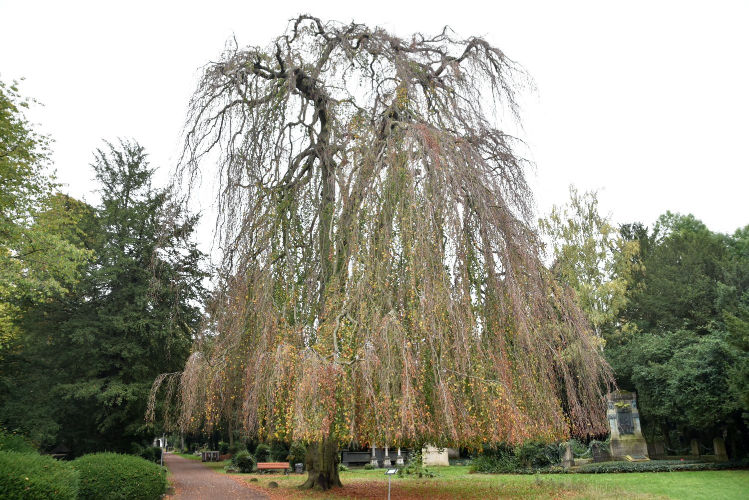 'Pendula' Fagus sylvatica