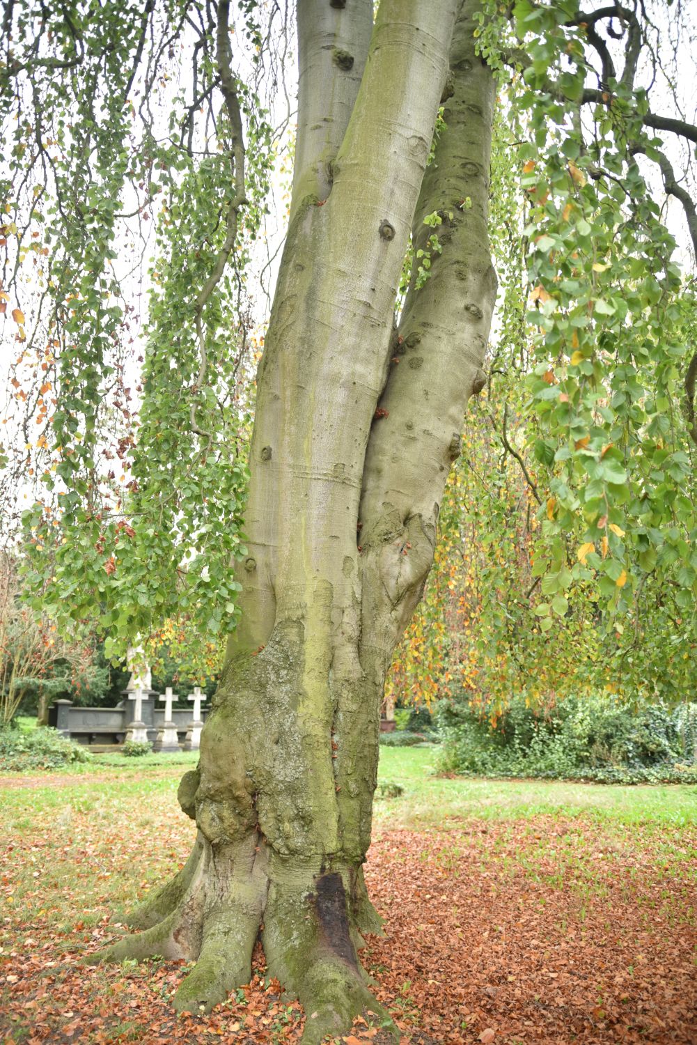 Trauer-Buche - Frankfurt, Hauptfriedhof - Herbst 2019