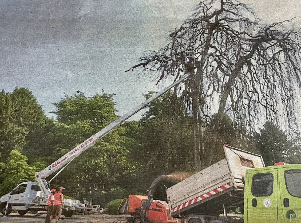 Zeitungsartikel mit Bild zur Fällung - 9.6.23